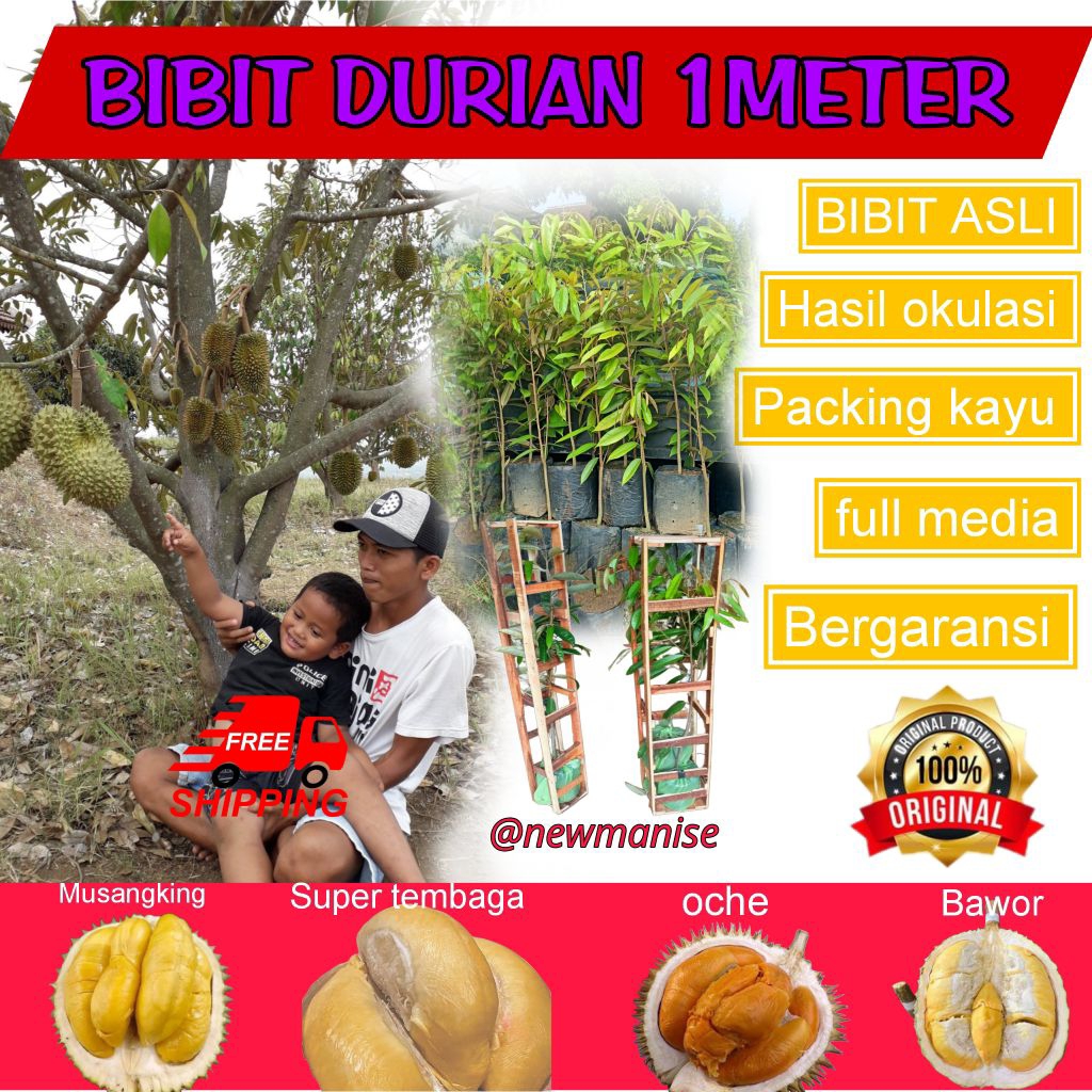 Bibit Durian Bawor Superan (GRATIS PACKING KAYU)