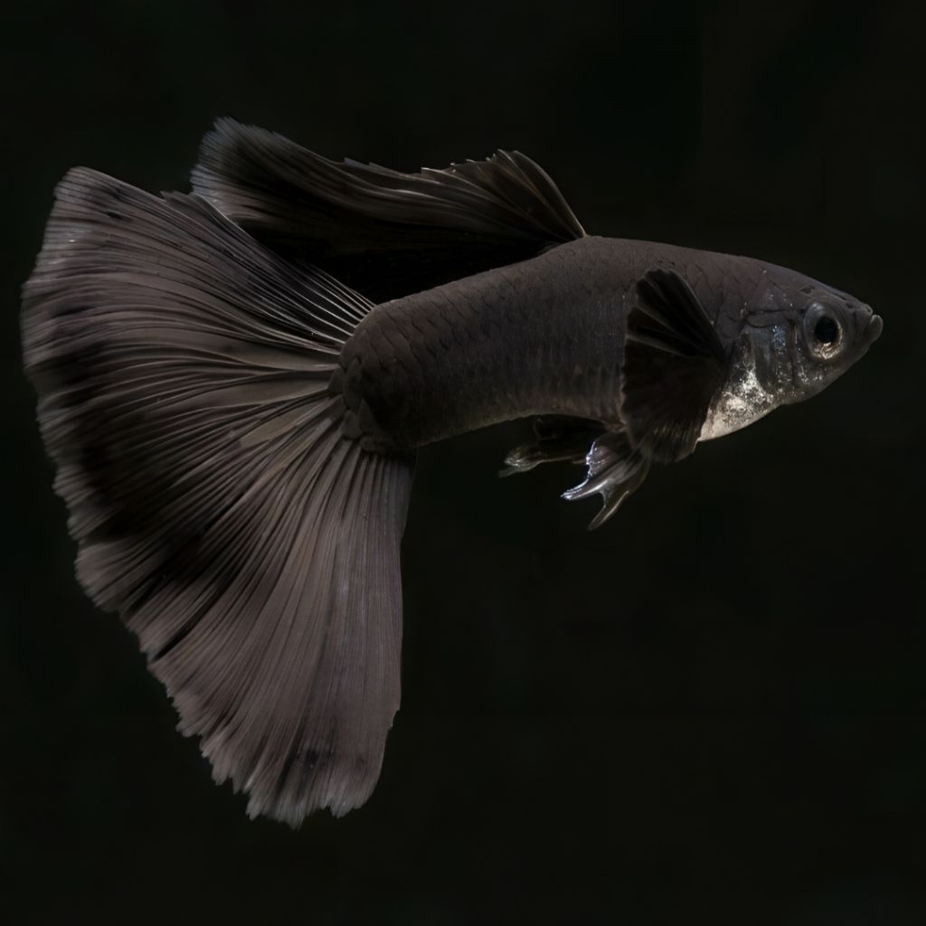 Guppy Black Moscow
