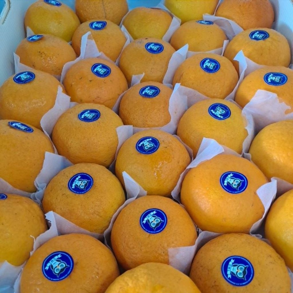 

Jeruk wogan Mandarin