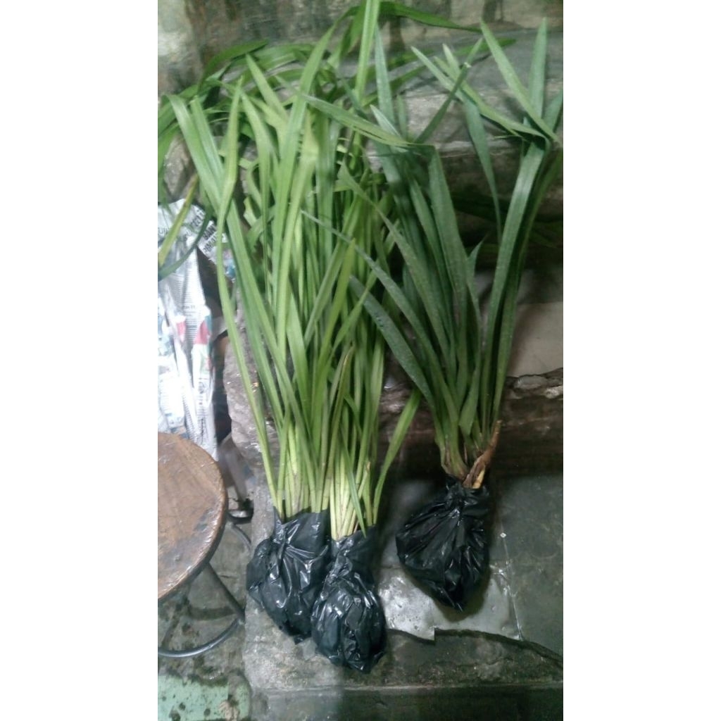 Cymbidium Australia 2 bulbs dewasa