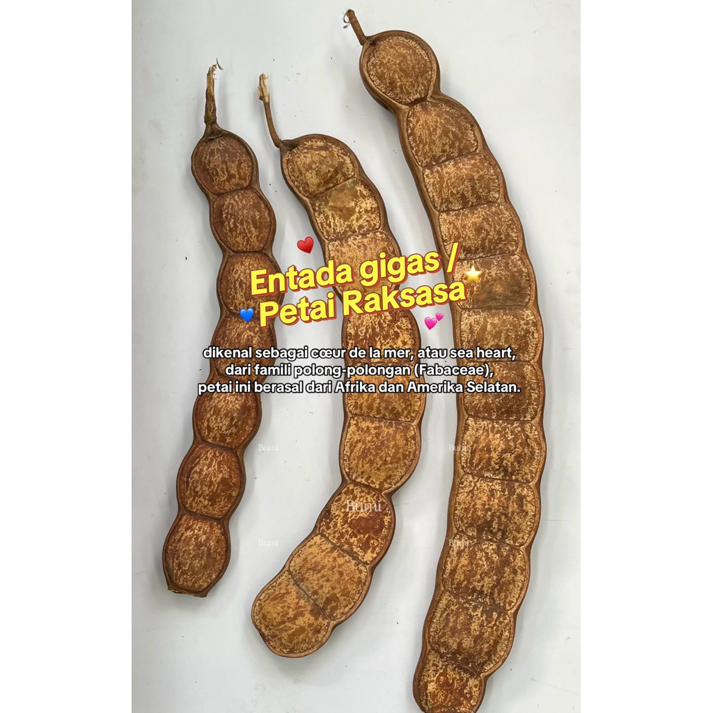 

BUMI ORCHIDS Entada gigas / Petai Raksasa Asal Afrika / Pete Dekorasi Jimat Tanaman Hias - Orchids