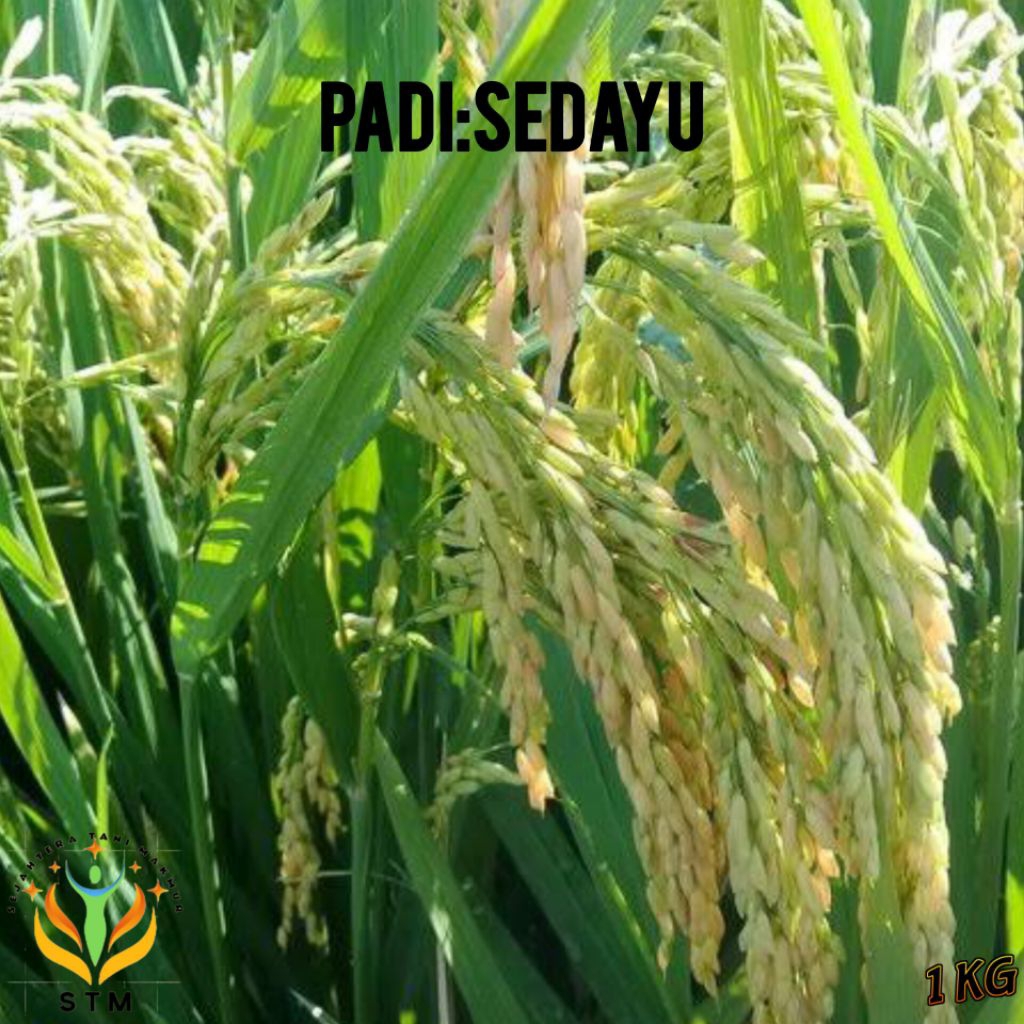 Bibit Padi Sedayu Unggul Kemasan 1Kg Super