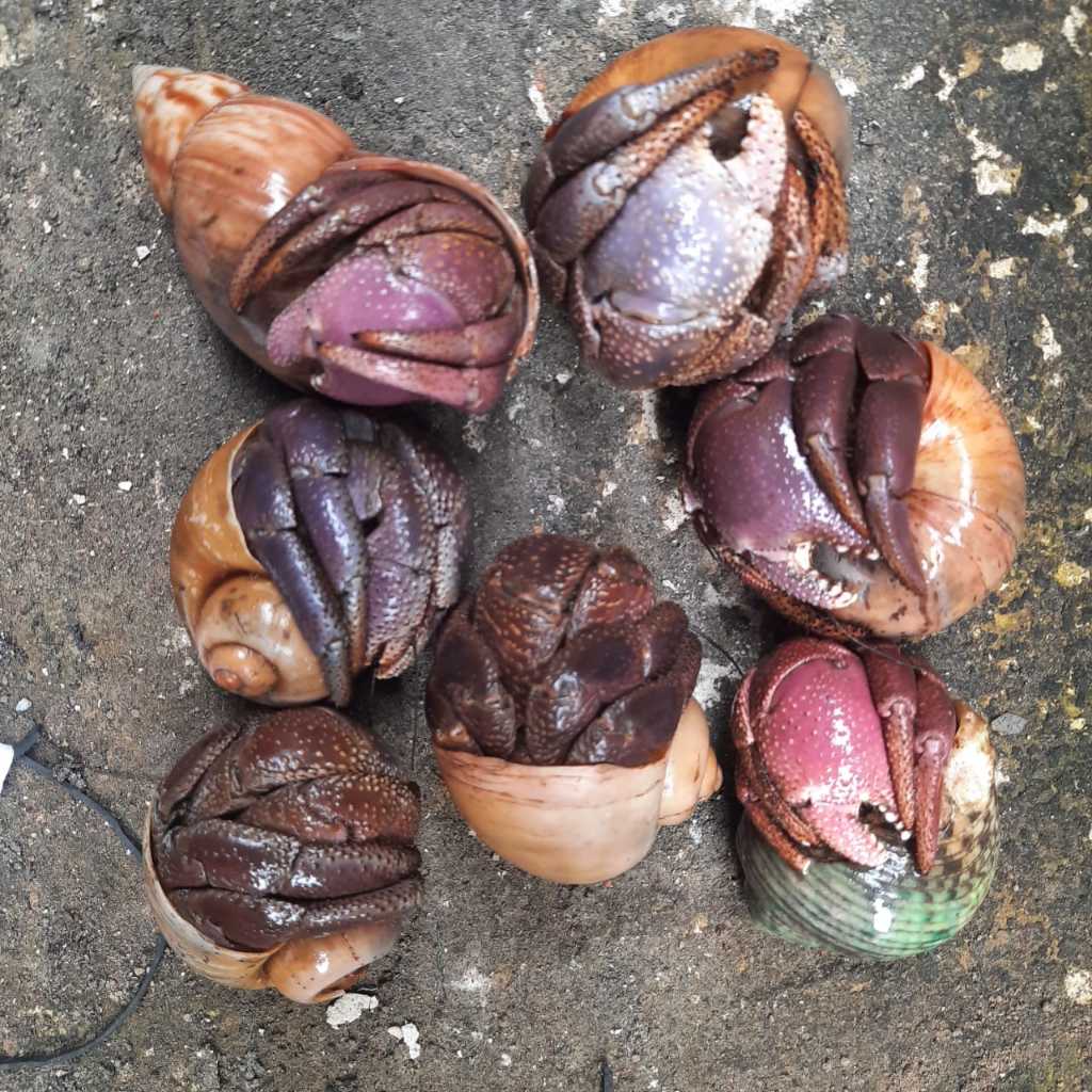 Kelomang brevimanus jumbo