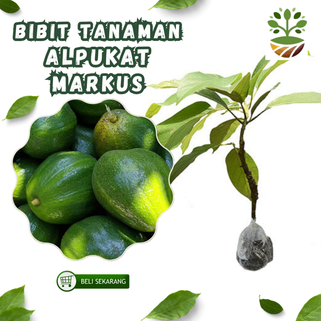 Bibit Alpukat Markus Hasil Okulasi Siap Tanam