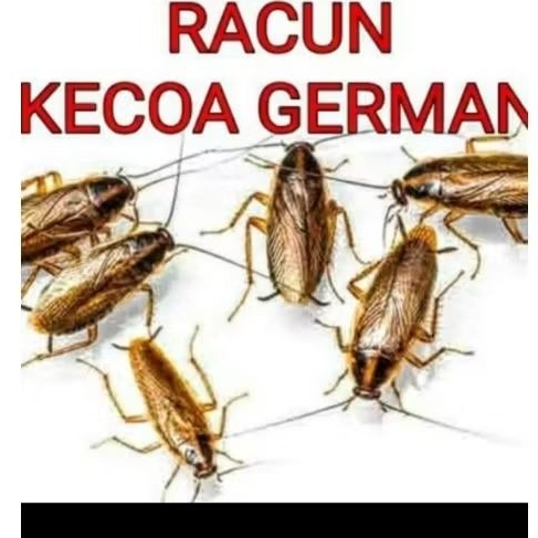 Obat anti racun kecoa jerman pasti mati garansi uang kembali