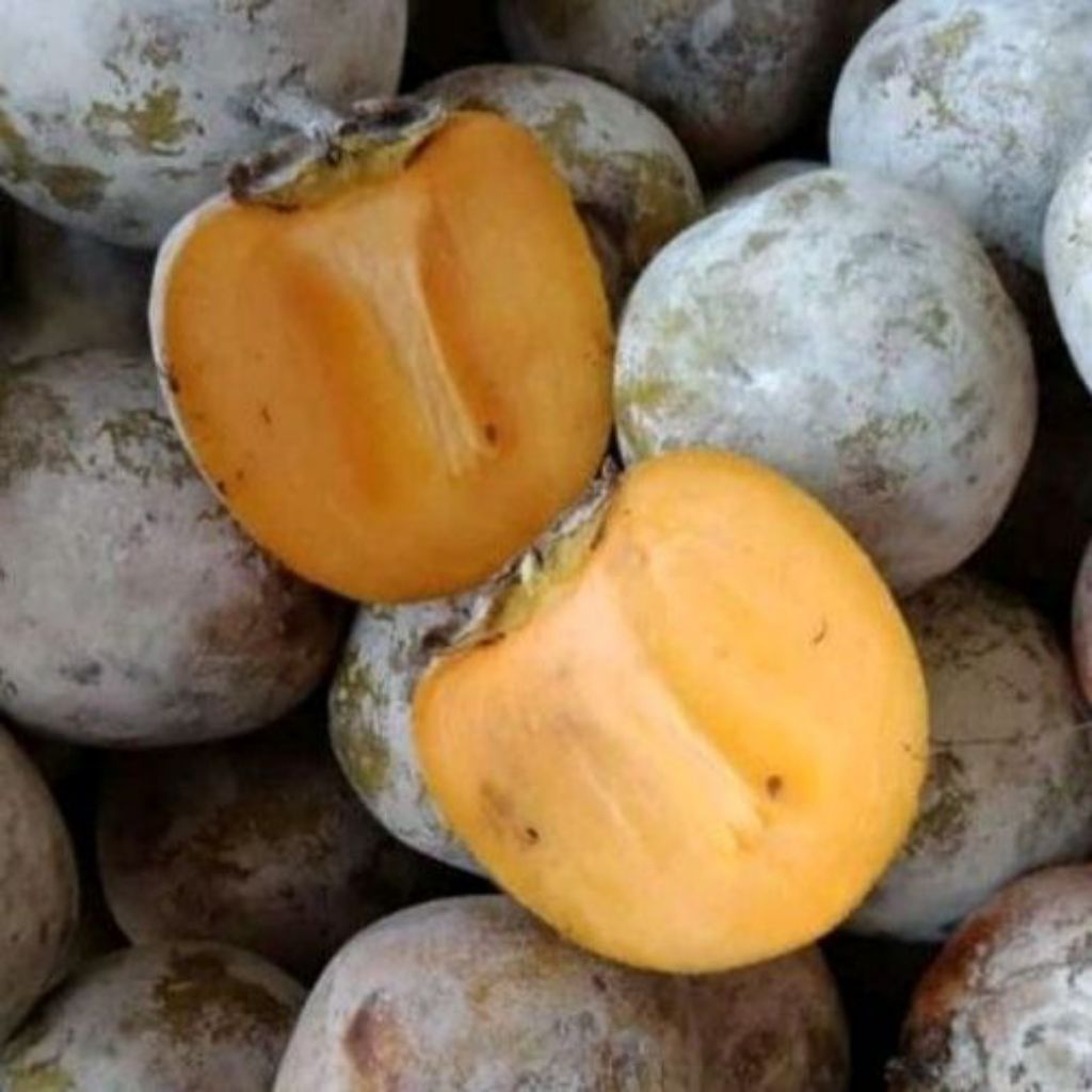 

Buah Kesemek 1 Kg