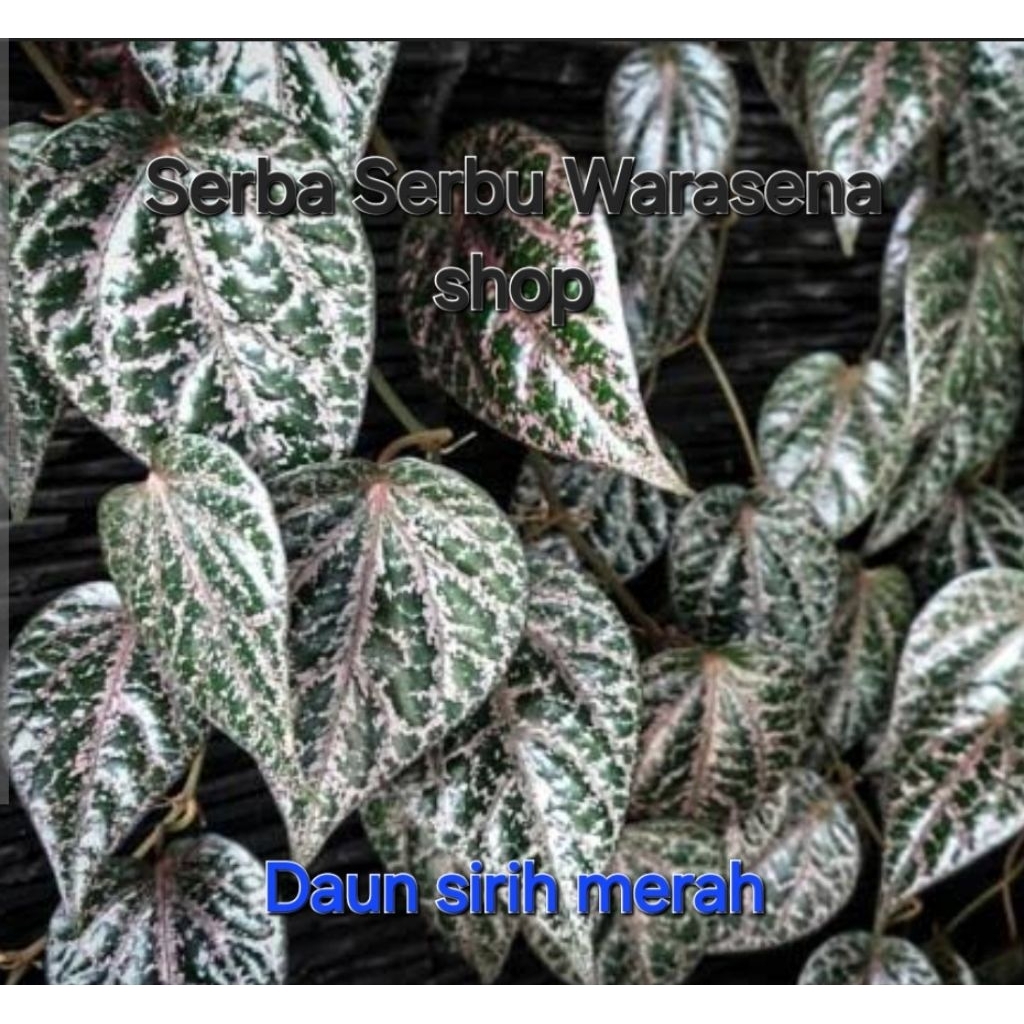 

Daun sirih merah fresh langsung metik dari pohonya.