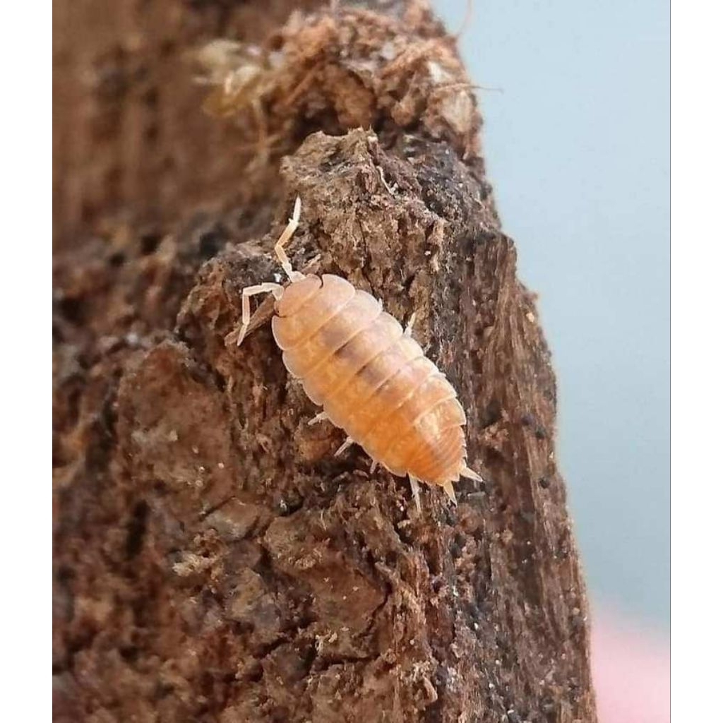 mainan isopoda Nagurus sp "orange"