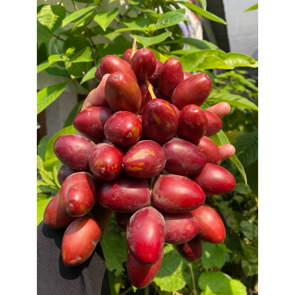 

READY! KURMA MUDA KUNING BARHEE FRESH NO FROZEN!