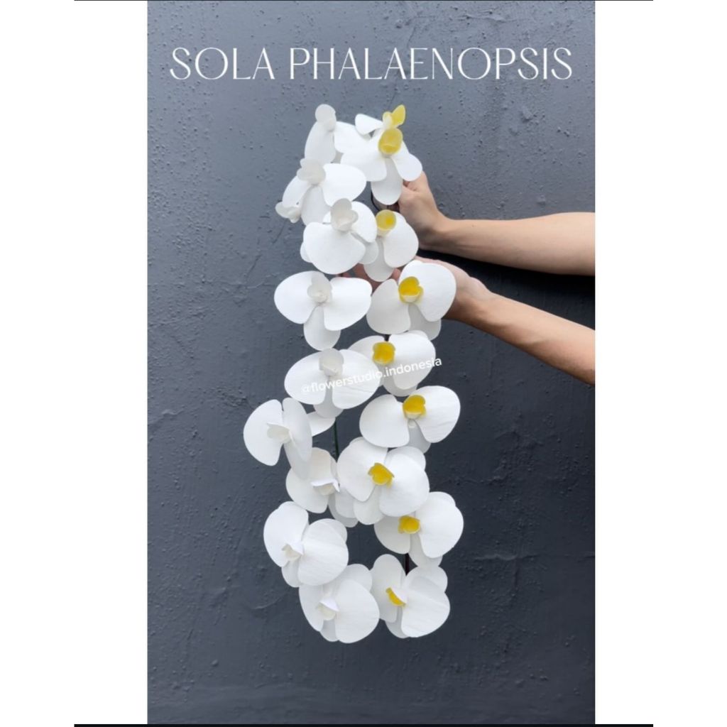Sola Phalaenopsis/ Sola Ordhir/ Orchid Flowers/ Sola Flower/ Bunga Phalanopsis/ Bunga Orchid/ Bunga 