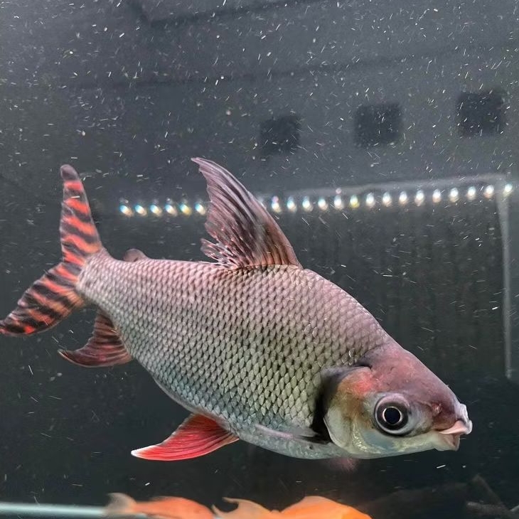 IKAN RED FEIFENG RFF AMRICAN FLAGTAIL