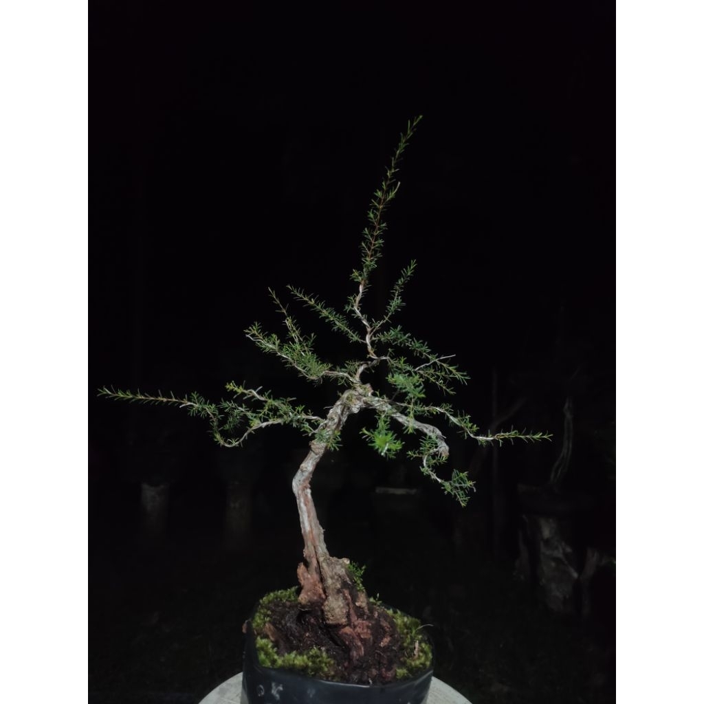 Bahan Bonsai Cucur Atap perantingan cakep