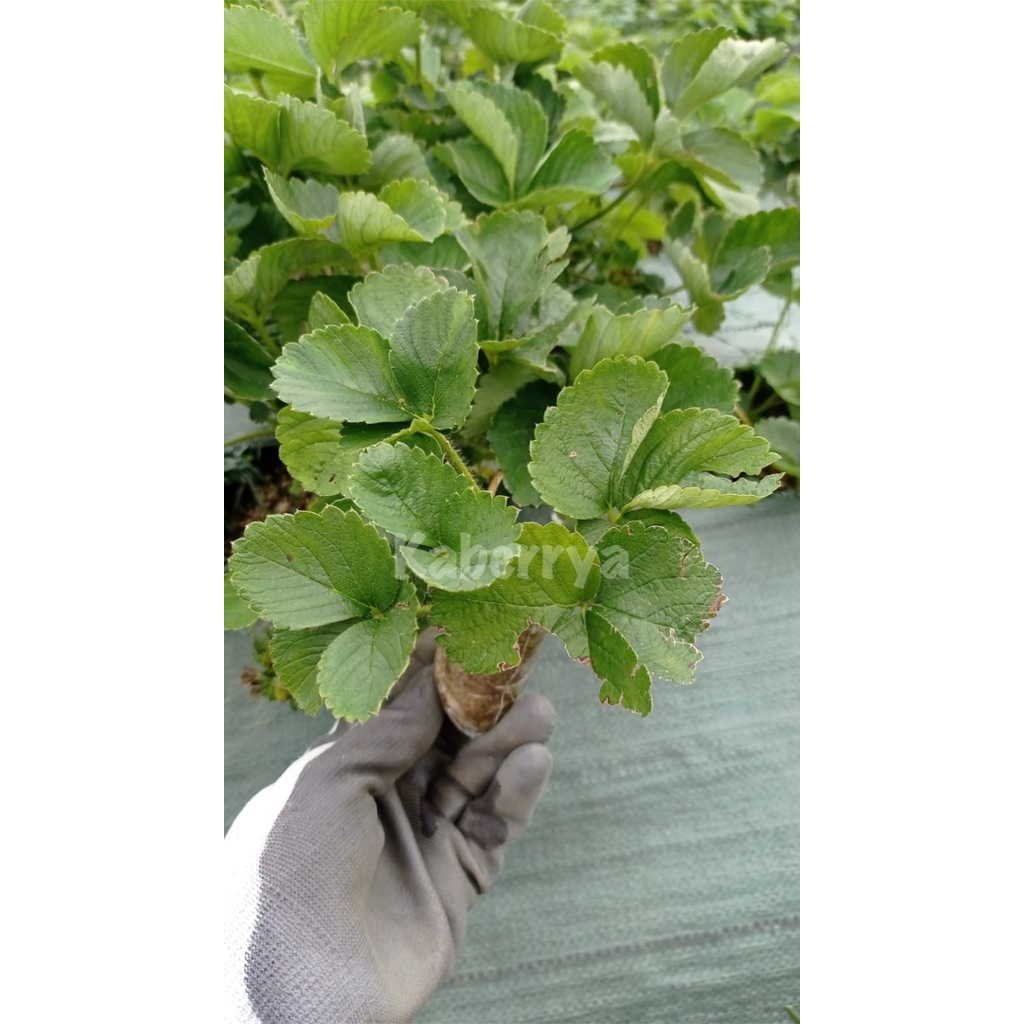 Bibit Strawberry Jumbo Bali