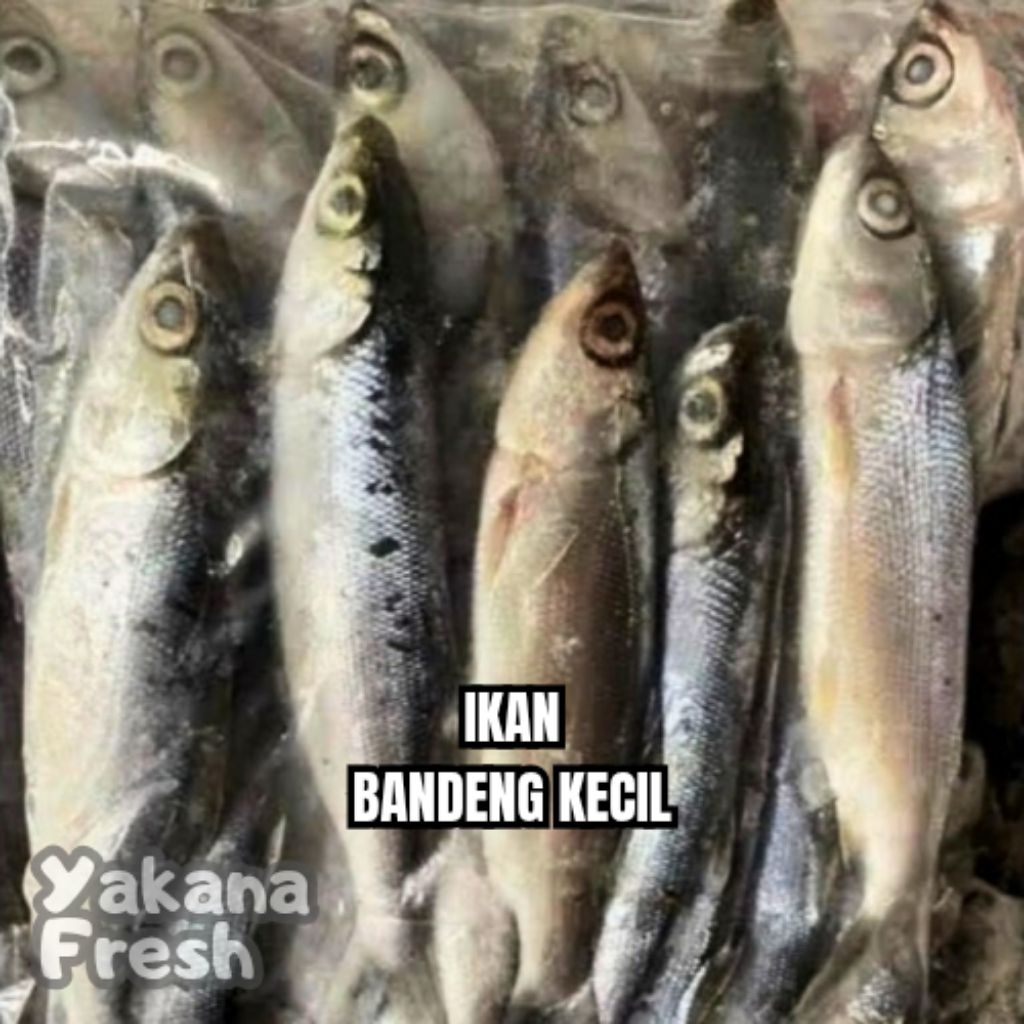 

Ikan Bandeng Kecil 500g