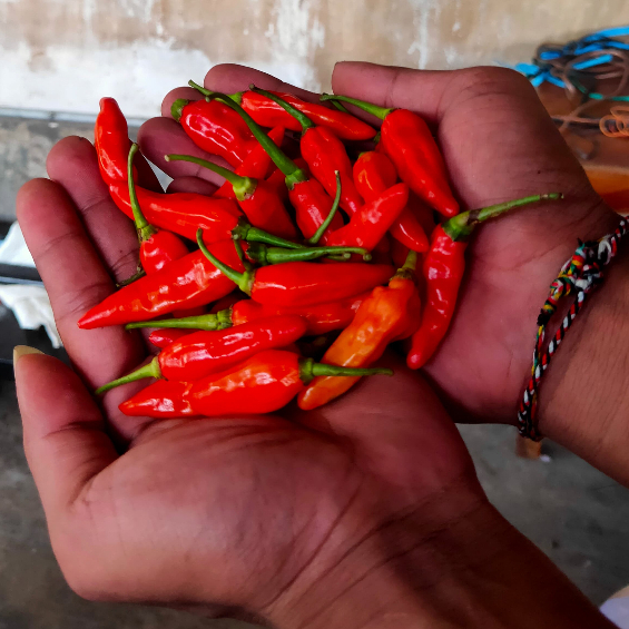 

250 gram cabe rawit fress petik langsung dari petani