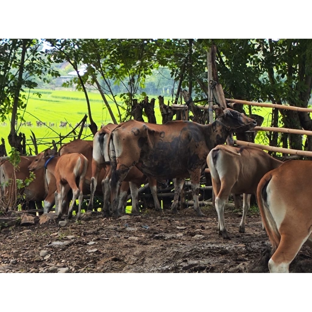 

Lisensi paket usaha sapi