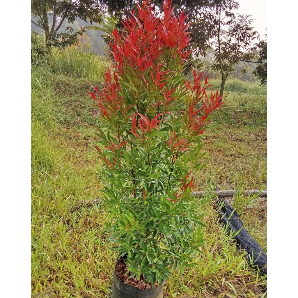 pohon pucuk merah 1 meter
