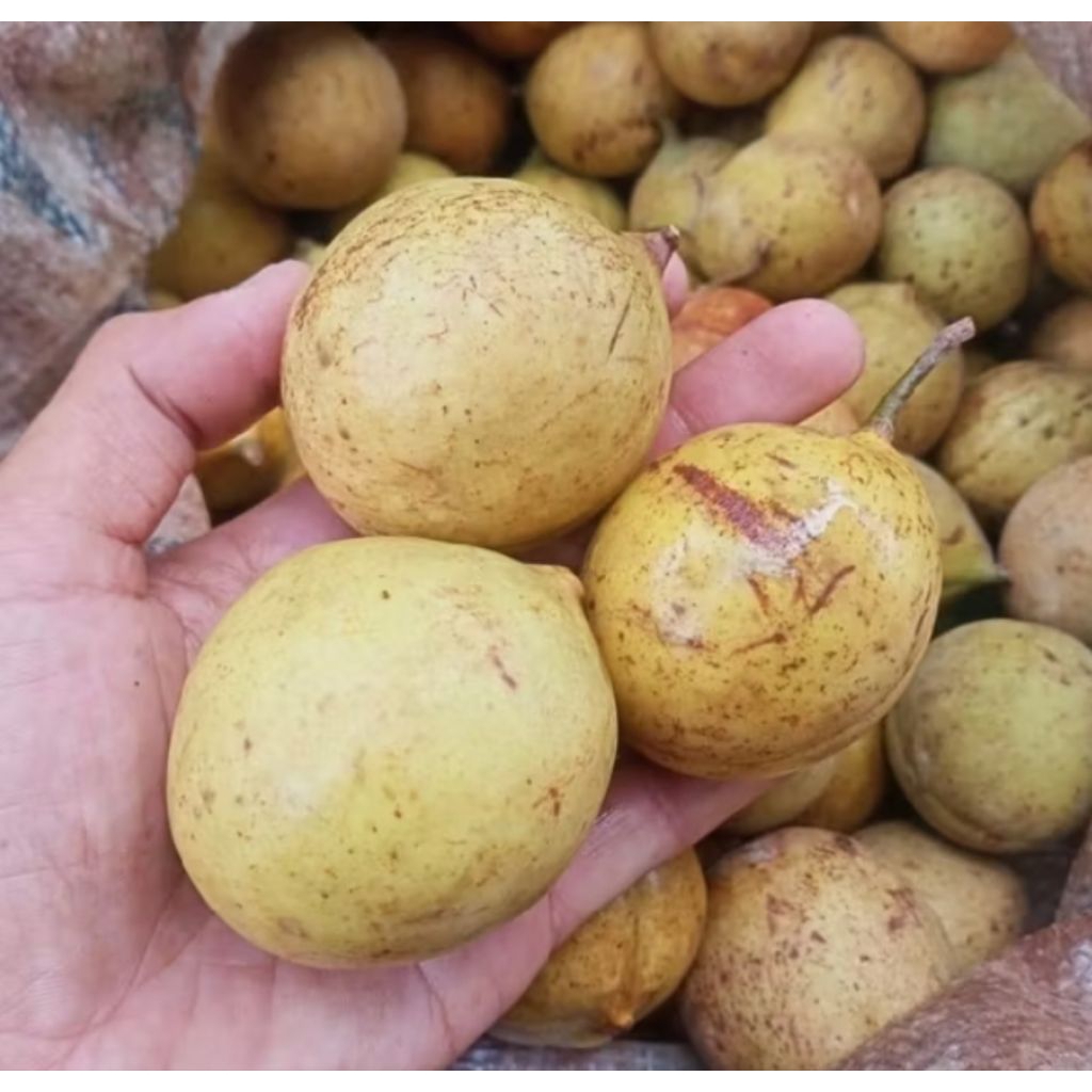 

Readystock buah pala bulat utuh 1kg buah pala muda