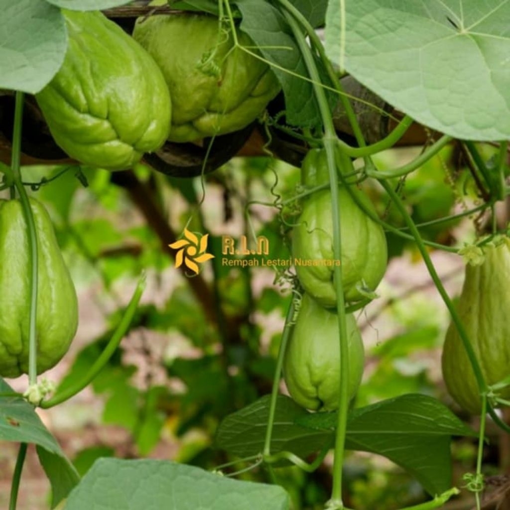 

Buah Labu Siam segar