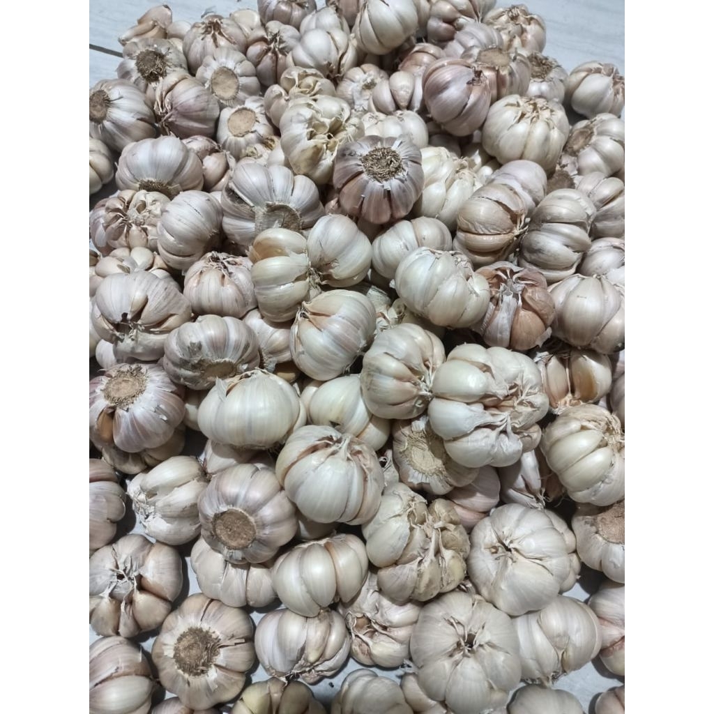 

Bawang putih 250gr / 500gr / 1 kg Bersih