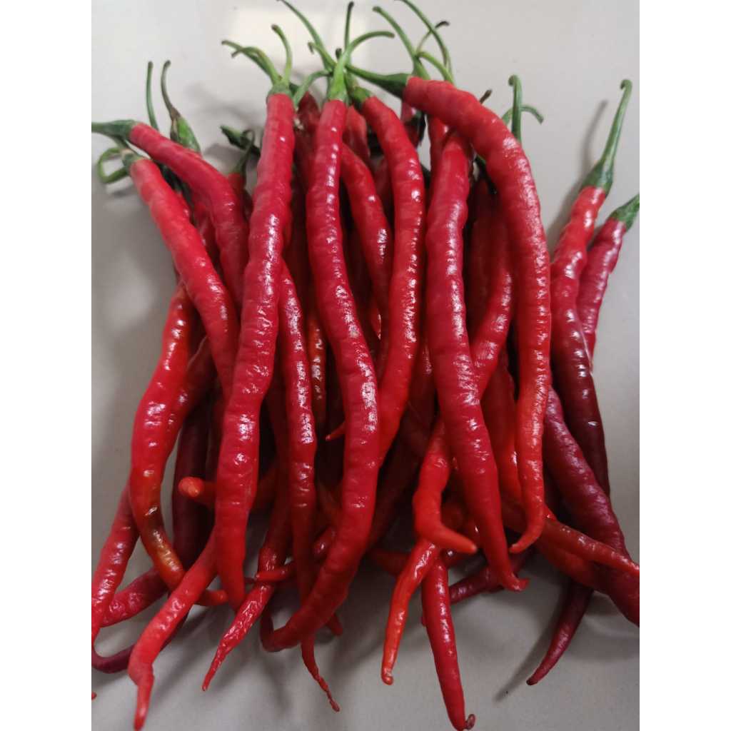 

Cabe Kriting Merah Fresh Segar 1kg