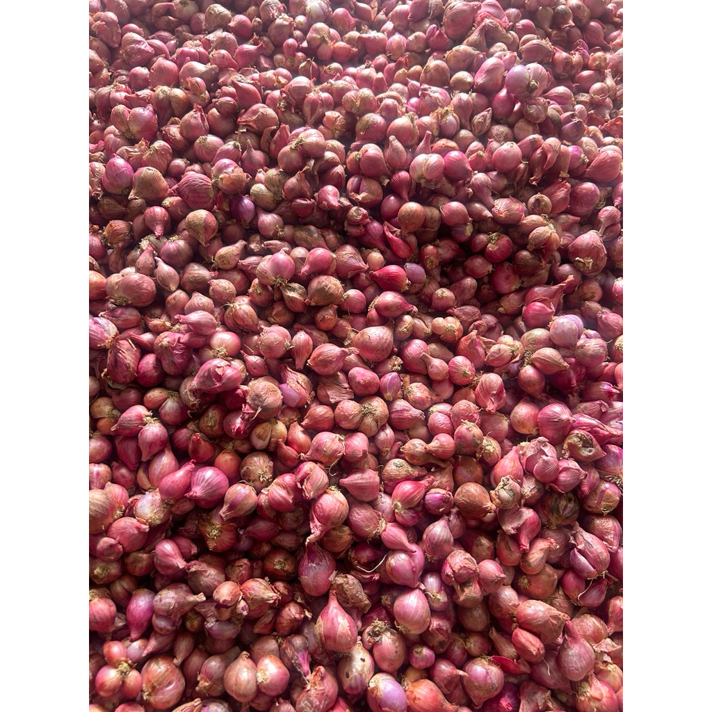 

bawang merah