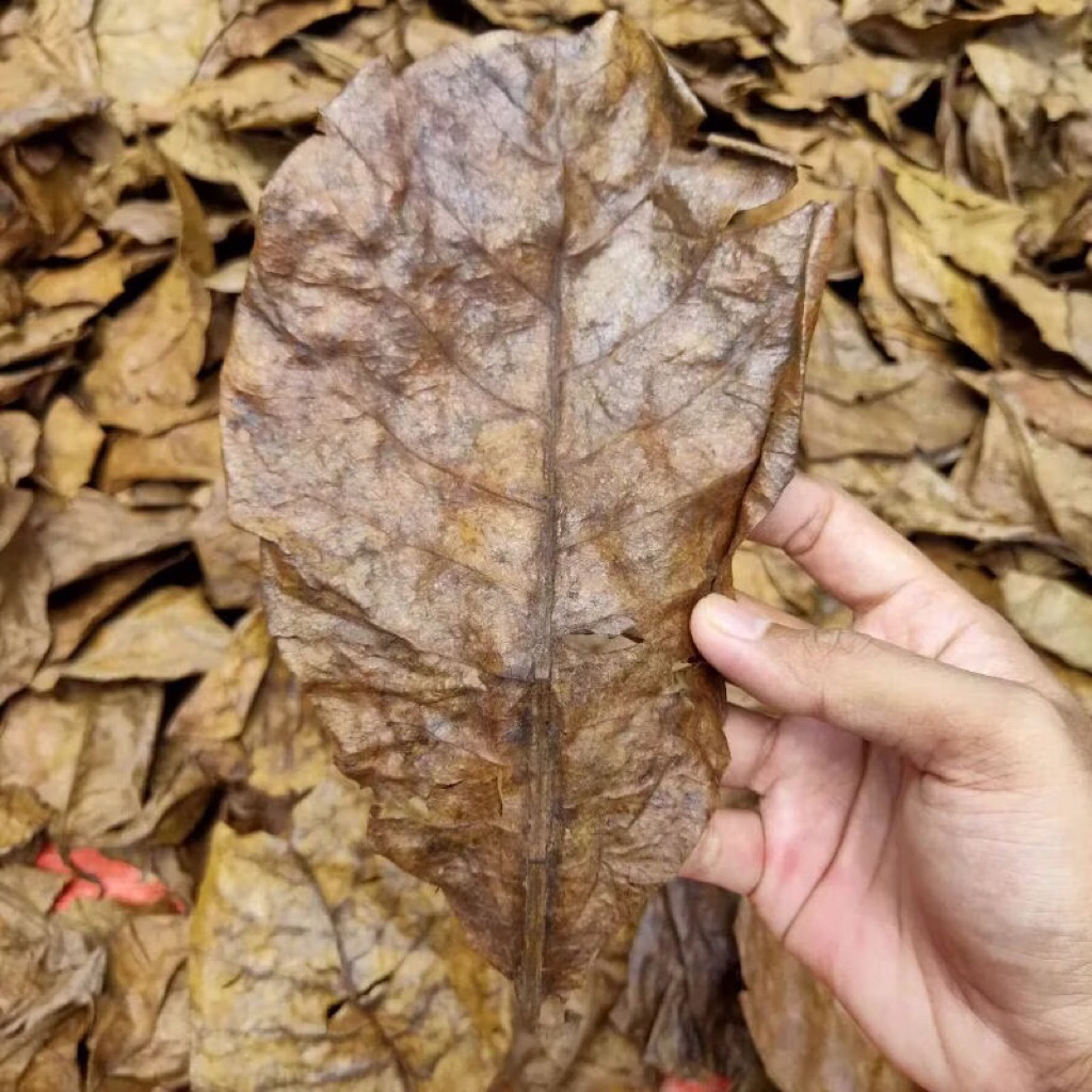 

Daun Ketapang Kering Olahan Berat 25gr - 50gr