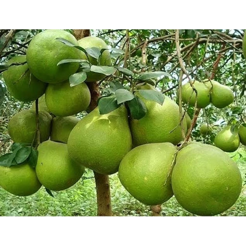 

Jeruk Pamelo, Jeruk Bali Berat 1,2 - 1,3 kg.
