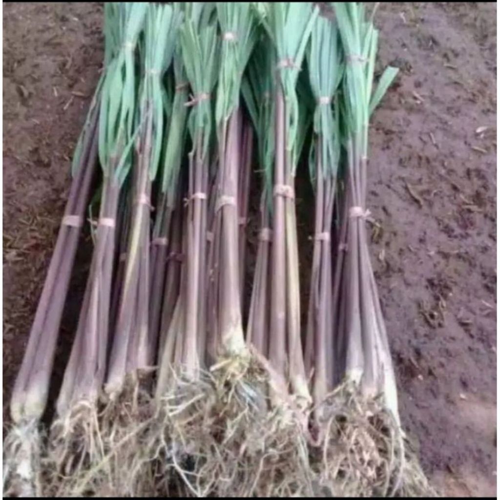 

tanaman herbal sereh wangi merah