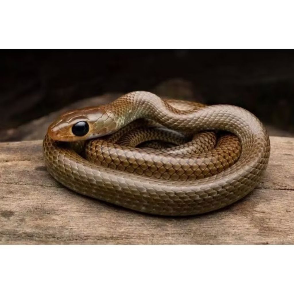 Makanan Hewan Peliharaan Reptil atau Hewan Predator Ular Koros