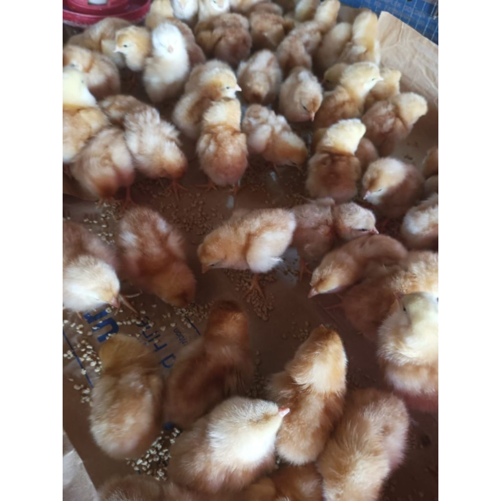 bibit ayam petelur - ayam telur - DUC PETELUR