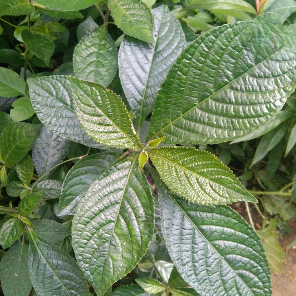 

DAUN KEJI BELING SEGAR 1 Kg