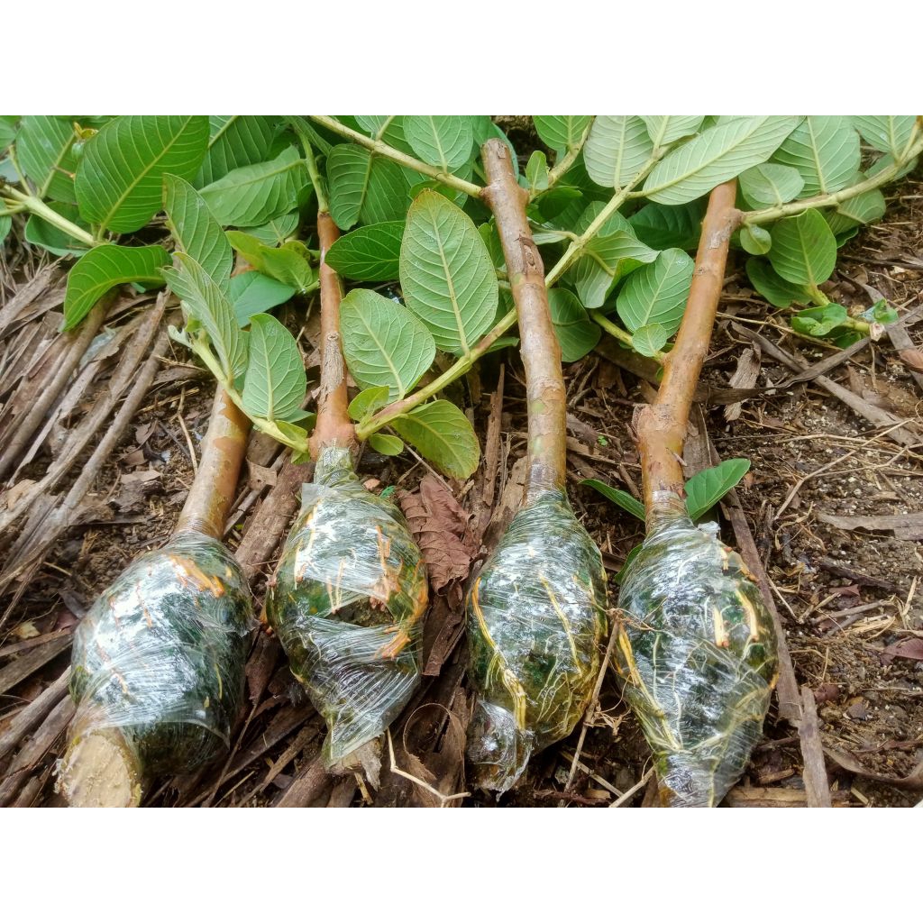 bibit jambu kristal cangkok bibit buah tamaman berbuah jambu tanpa biji bibit cangkok