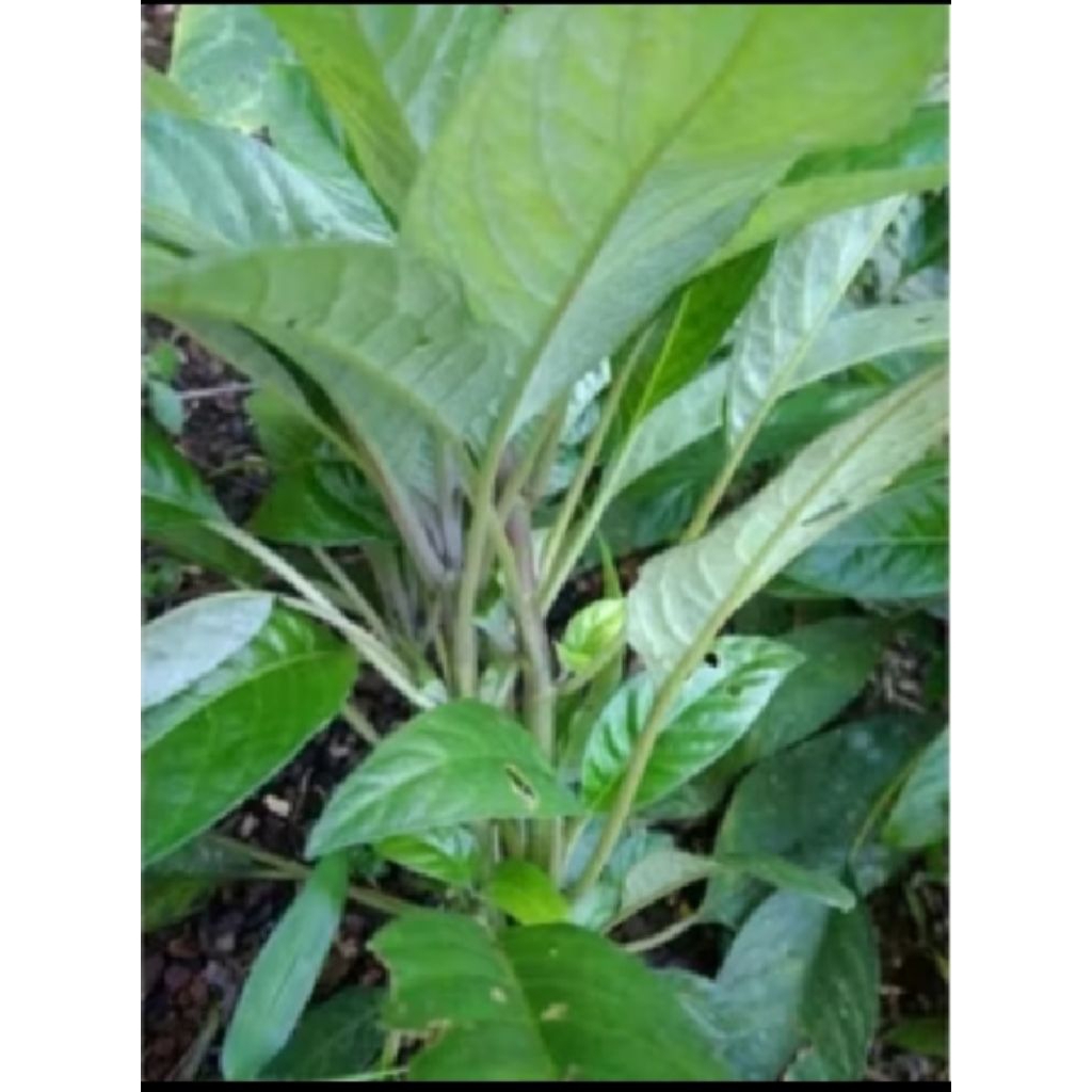 

ready daun rendey segar fres ikat