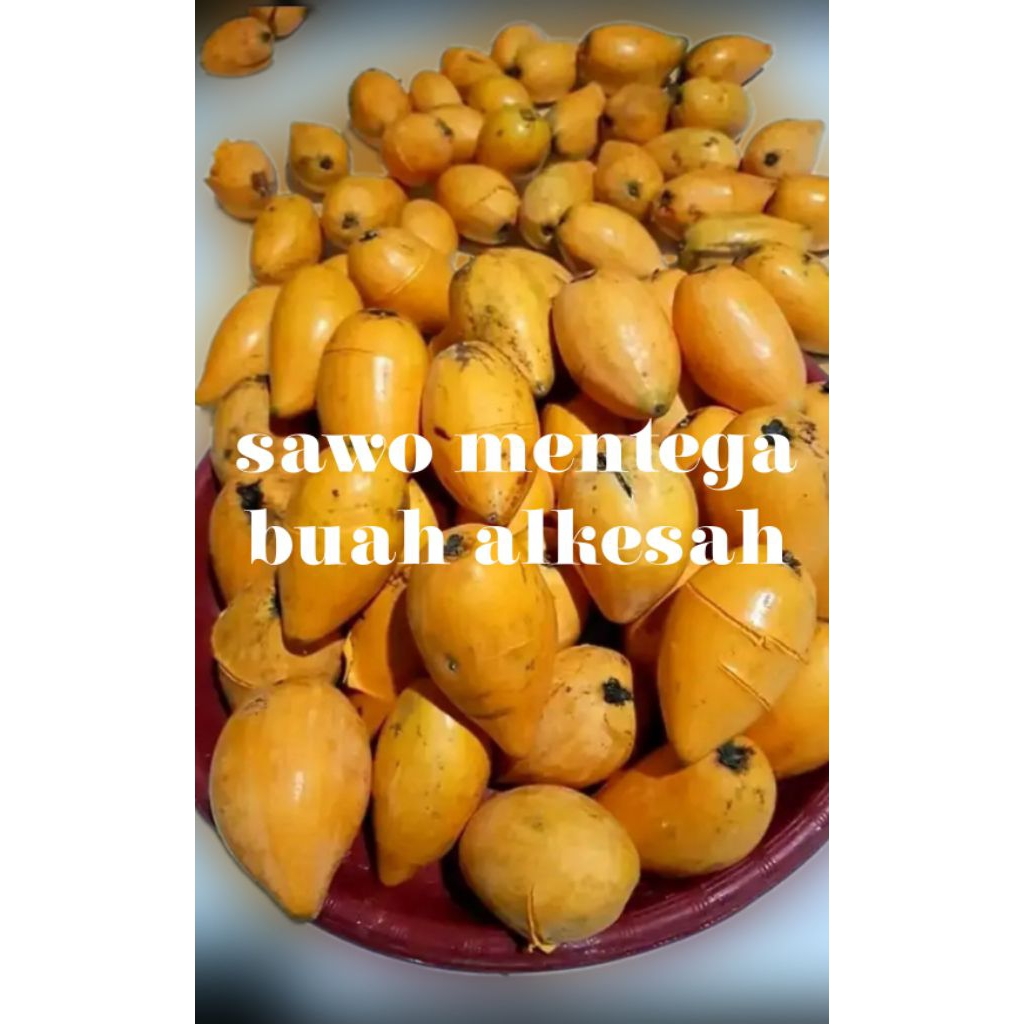 

alkesah/sawo mentega/sawo walanda 1kg