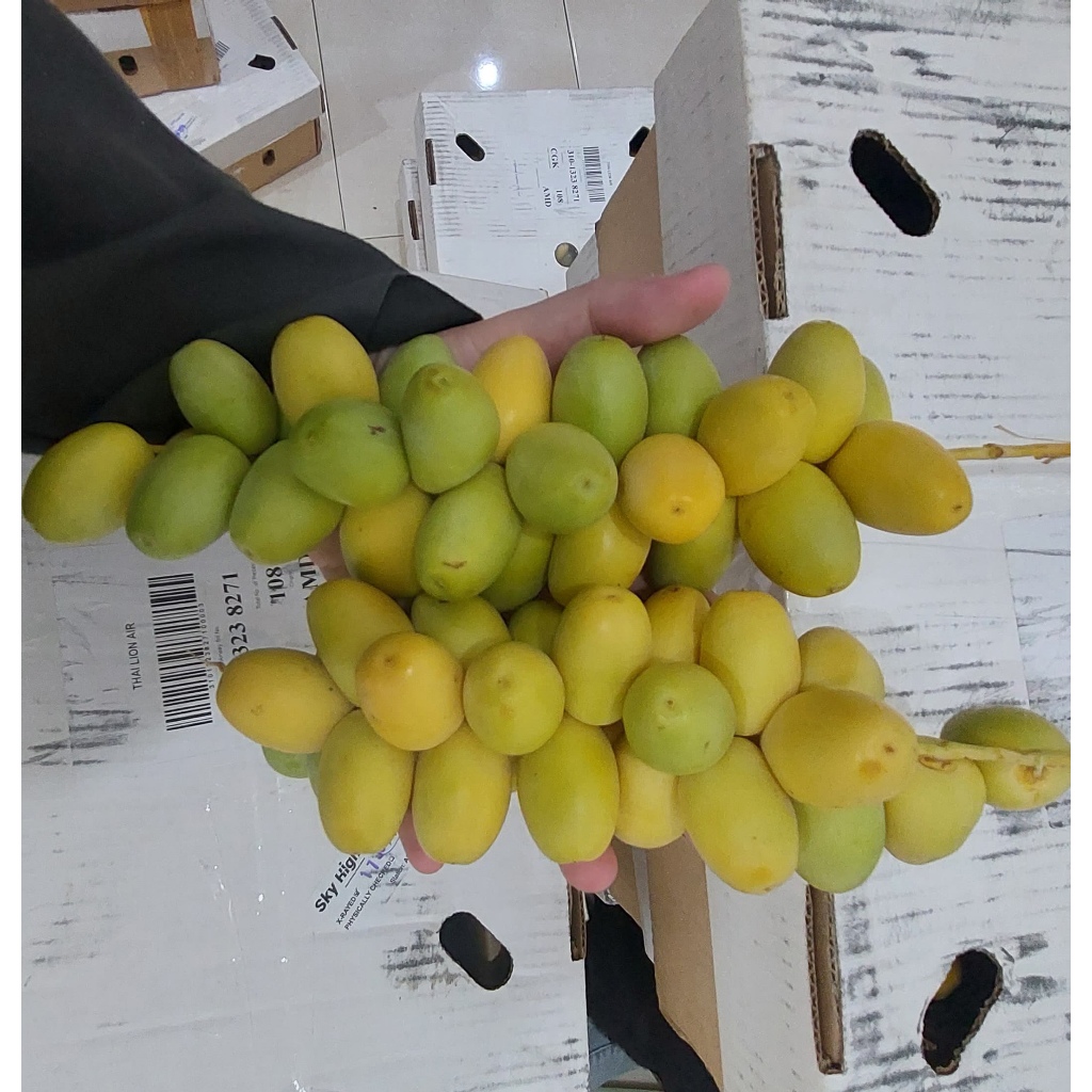 

Kurma Muda 500GR BARHEE READY BUKAN PO Baby Barhee Ruthab Ruthob Fresh Kesuburan Promil