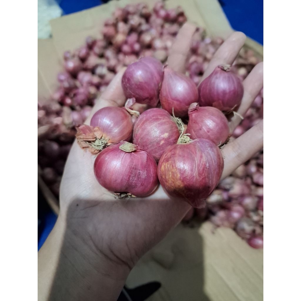 

Bawang Merah besar Asli Nganjuk berat 500 gr dan 1 kg