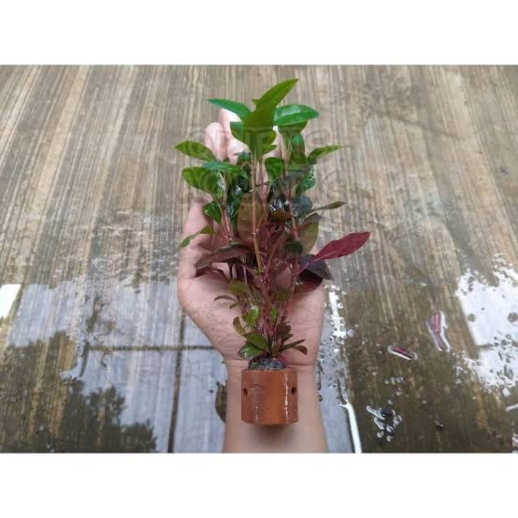 Ludwigia sp red malang tanaman aquascape termasuk pot