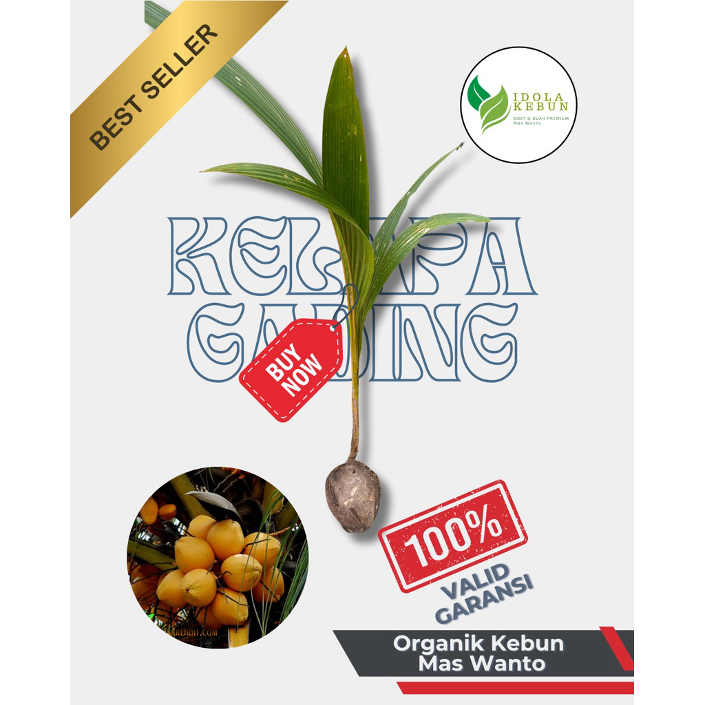 BIBIT KELAPA GADING GENJAH SUPER UNGGUL-BIBIT KELAPA GADING-BIBIT BUAH KELAPA GADING-KELAPA GADING