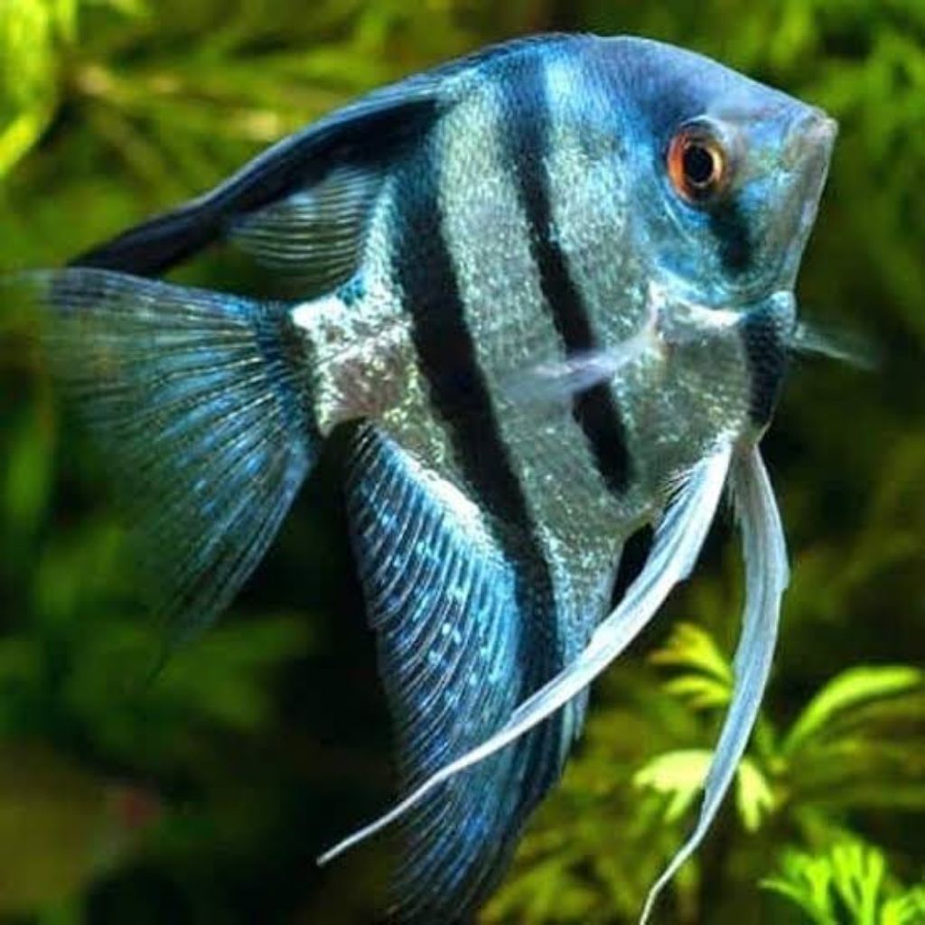 hiasan aquarium altum blue pinoy
