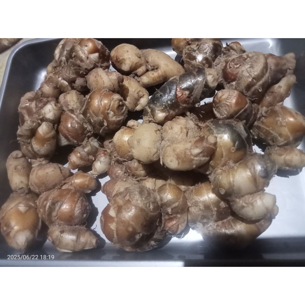 

Kencur segar baru panen 1 kg