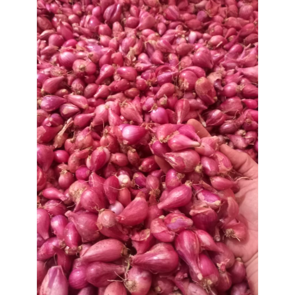 

bawang merah bauji nganjuk