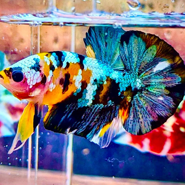 Ikan Cupang plakat marbel yellow koi cooper