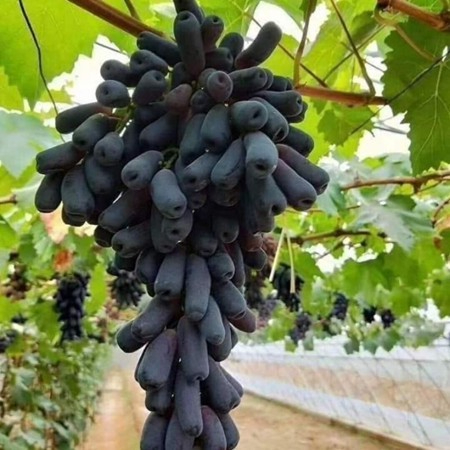 Bibit Anggur Moondrop / Sweet Sapphire Buah Manis Lonjong Tanpa Biji Cepat Berbuah & Cocok Untuk Pot