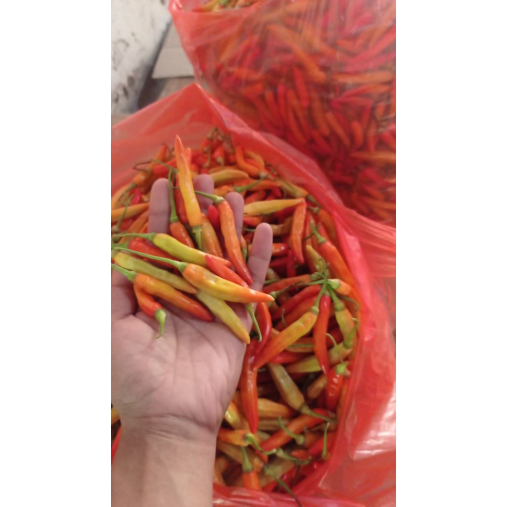 

cabe / cabai / lombok rawit pedas segar per 500 gram