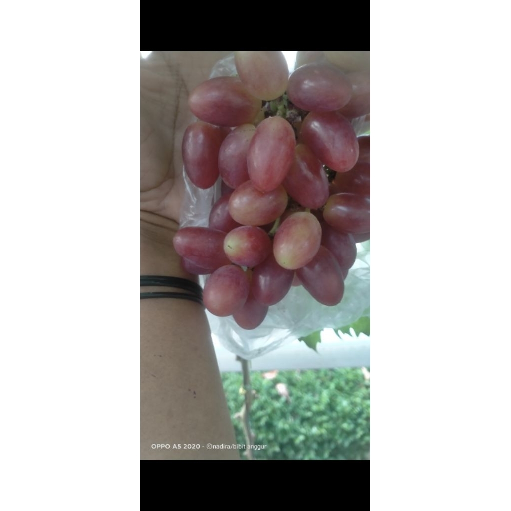 bibit anggur Taldun