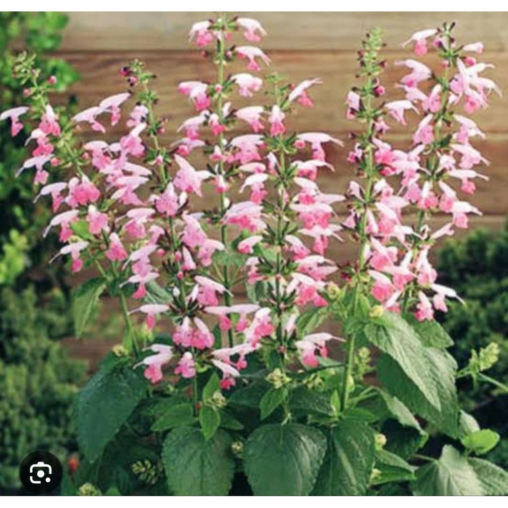 tanaman hias salvia divinorum bunga pink tanaman hias hidup salvia divinorum