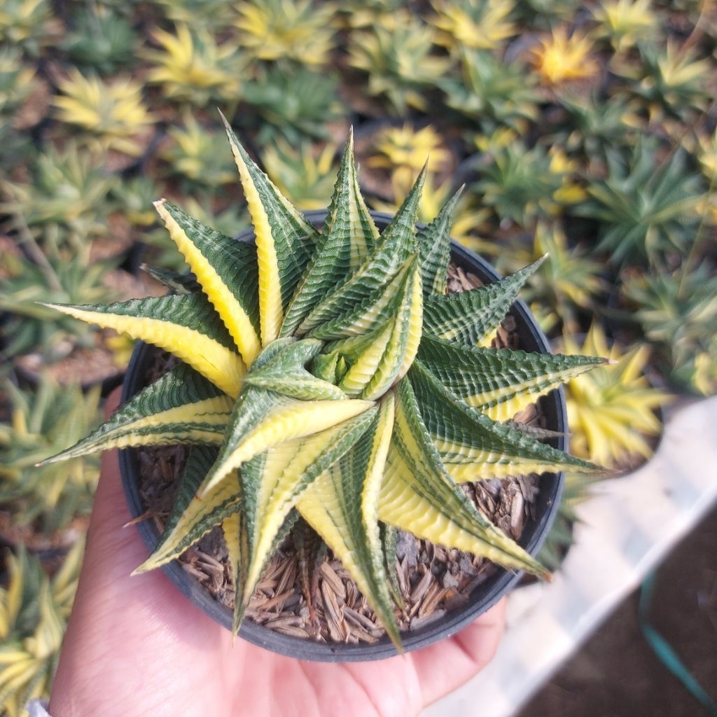 Haworthia Limifolia Variegata