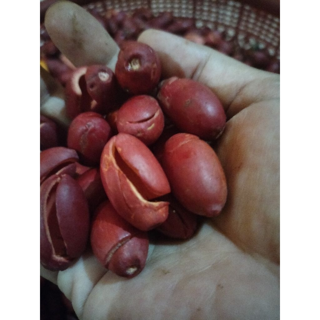 

kulit melinjo mateng segar 1k