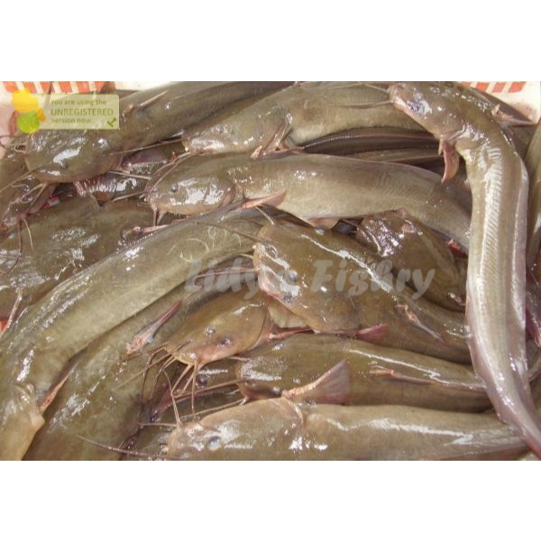 

Ikan Sembilang Segar Ikan Sembilang Utuh Ikan Sumilang Ikan Laut Segar 1Kg